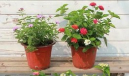 平湖最新爆料新闻报道视频,揭秘视频背后的惊人真相